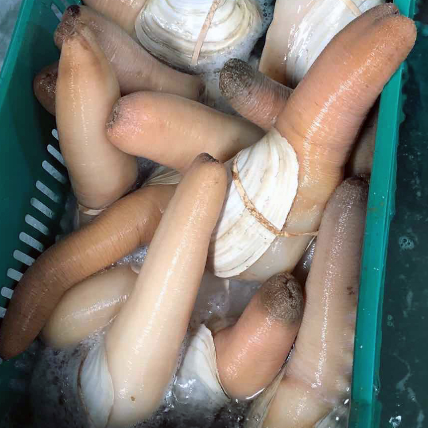 Geoduck_04