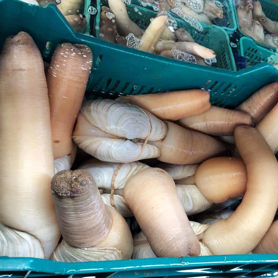 Geoduck_main