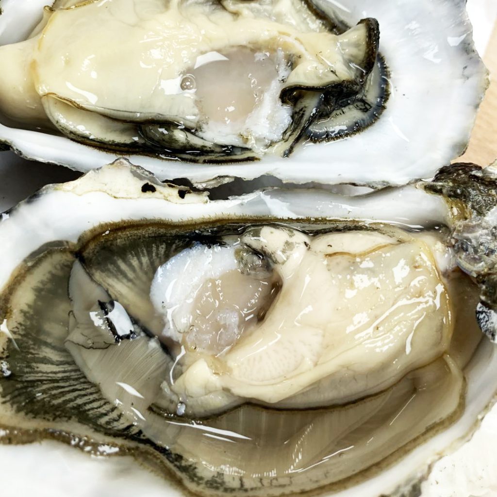 oyster_05